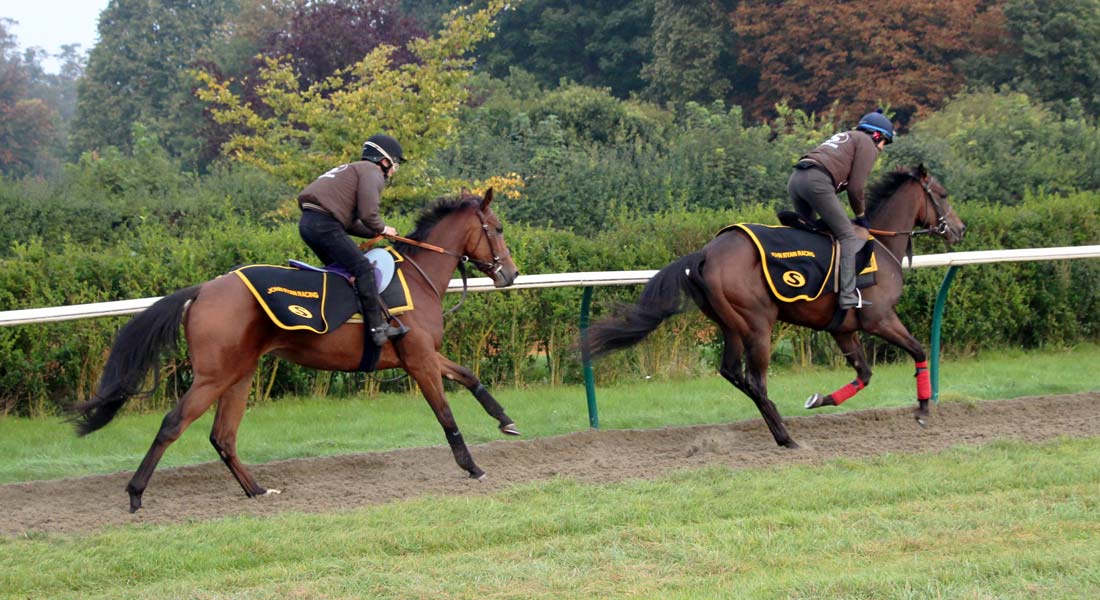 racehorse-training-facilities-newmarket-racehorse-trainer-uk