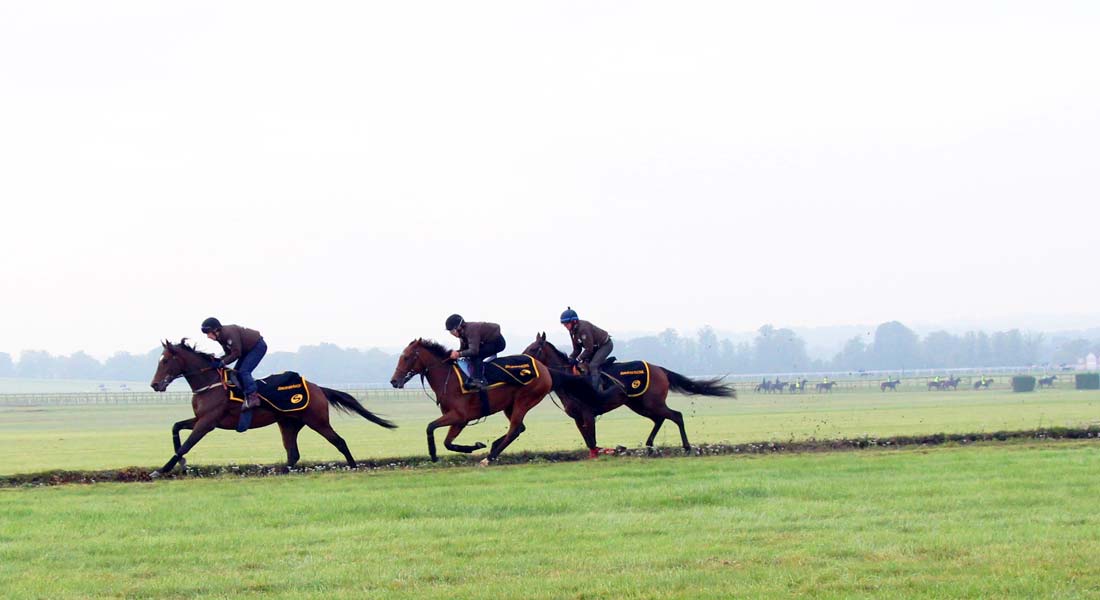 Racehorse Training Facilities | Newmarket Racehorse Trainer UK